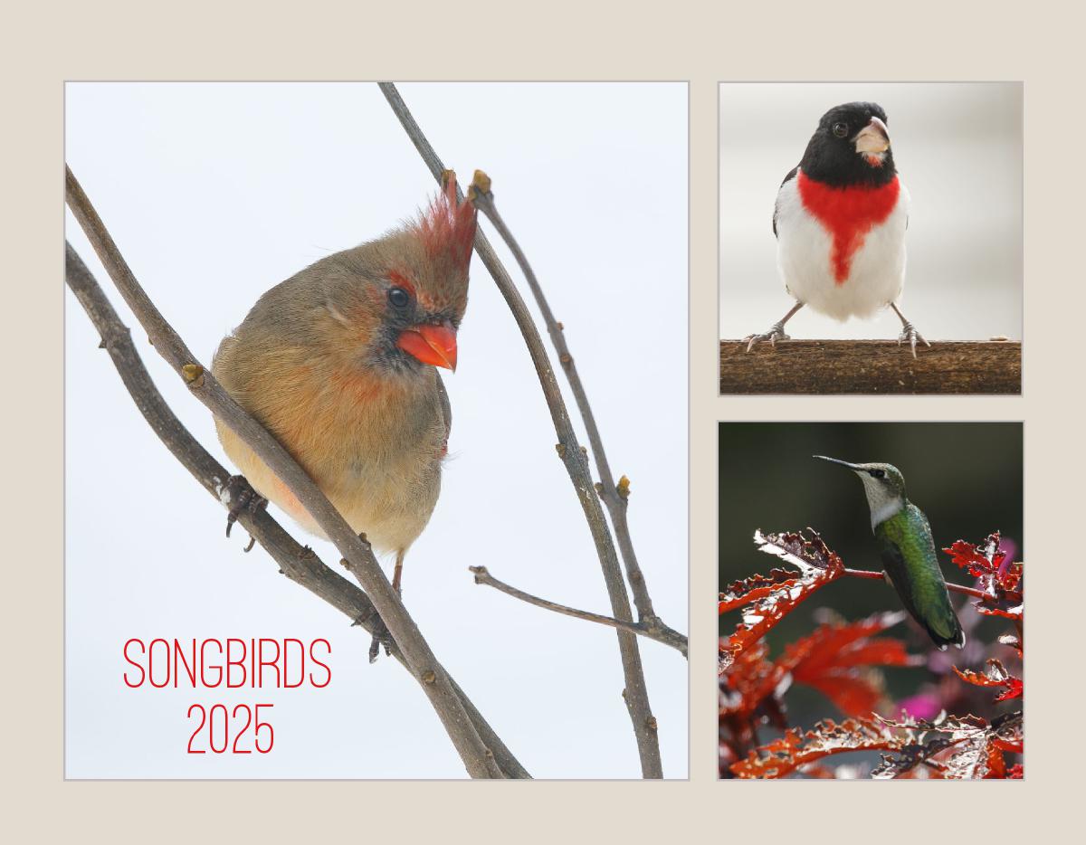 Songbirds 2025 Wall Calendar