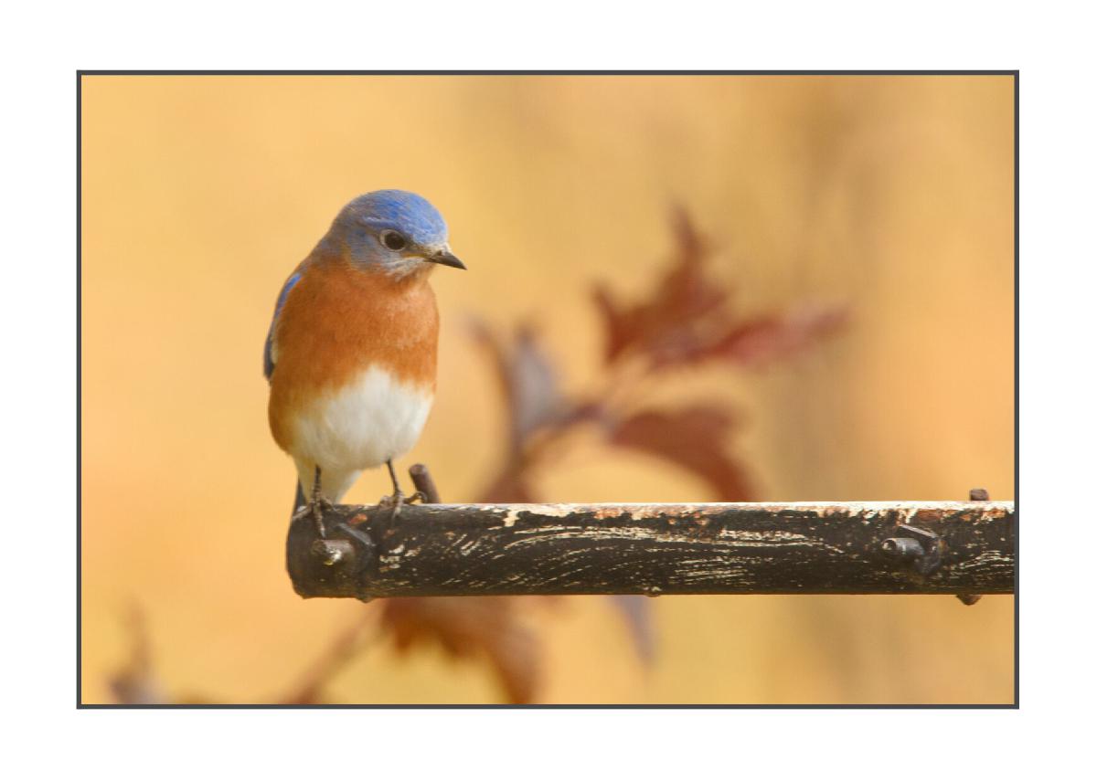 Bluebird- 5x7 Card