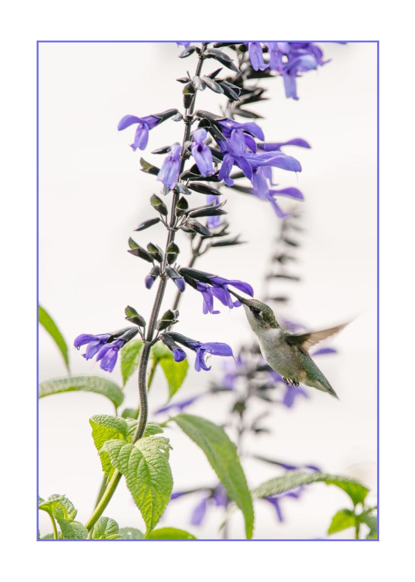 Hummingbird on Blue Salvia 5x7 Card