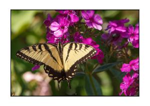 Swallowtail Butterfly 5x7 Card