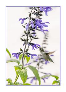 Hummingbird on Blue Salvia 5x7 Card