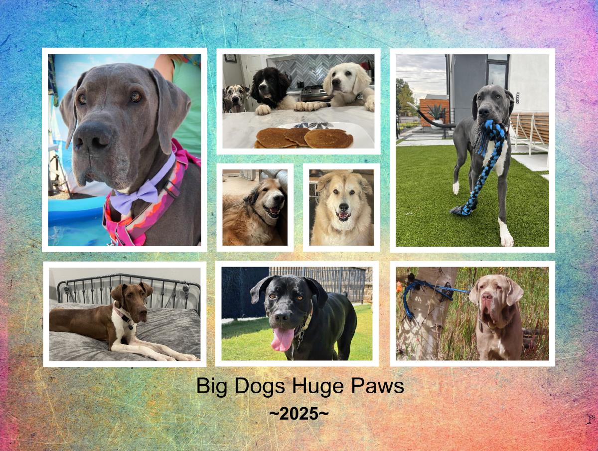 Big Dogs Huge Paws 2025 Calendar