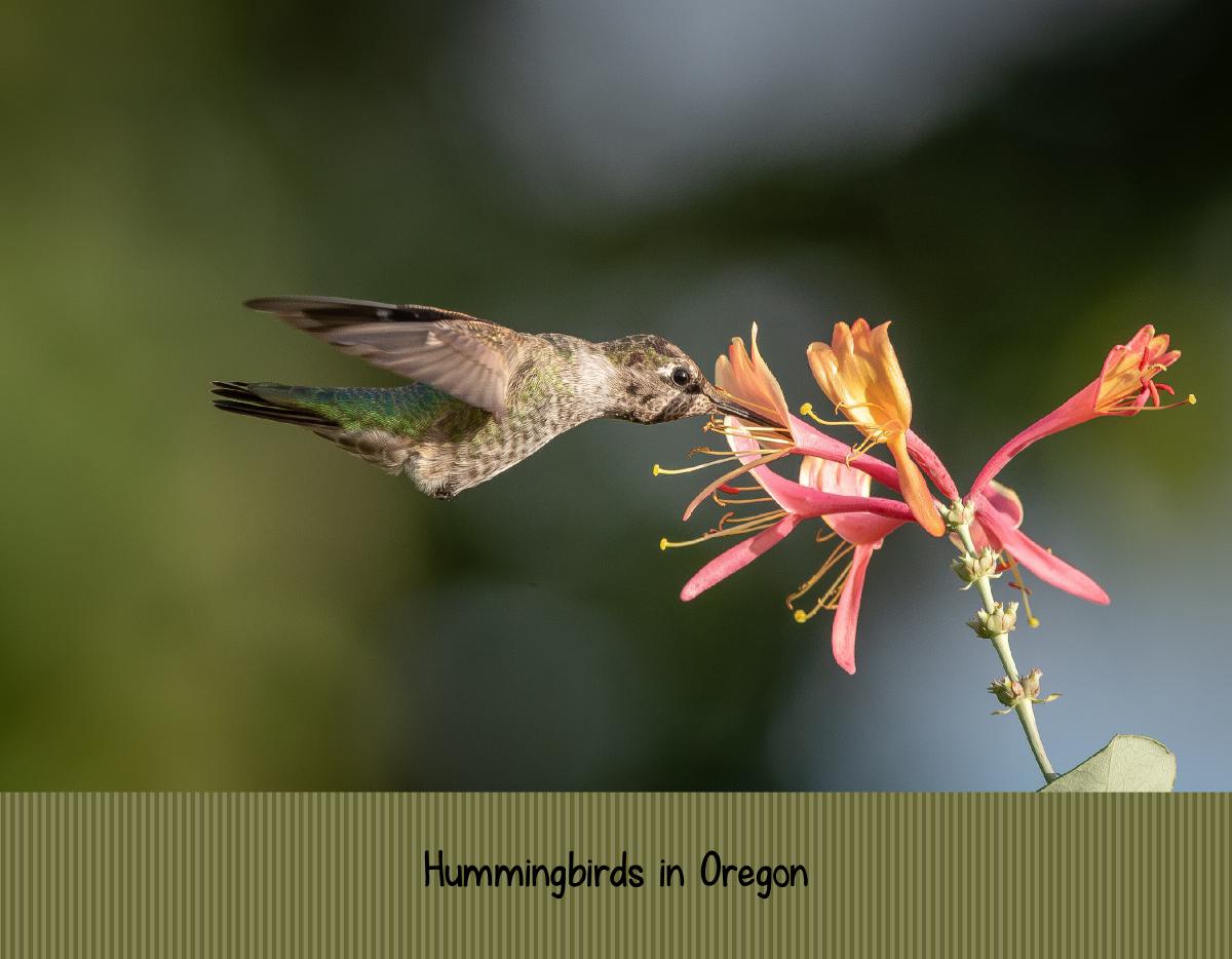 Hummingbirds Calendar