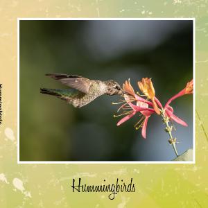 Hummingbirds