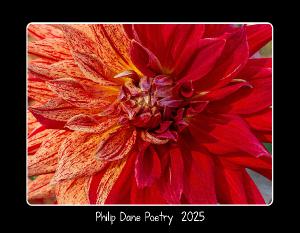 Poetry and Dahlias