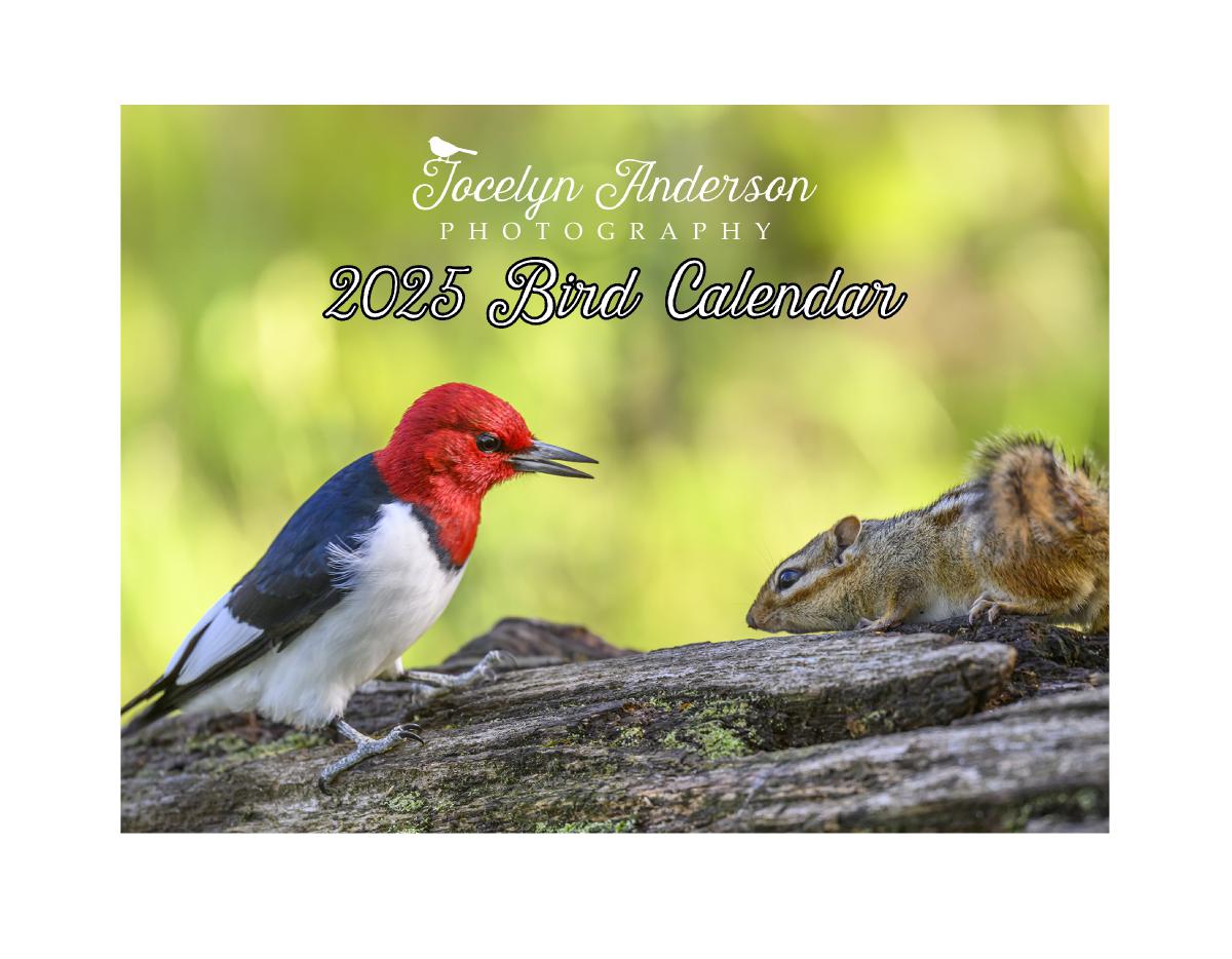 Jocelyn Anderson Photography - Birds 2025