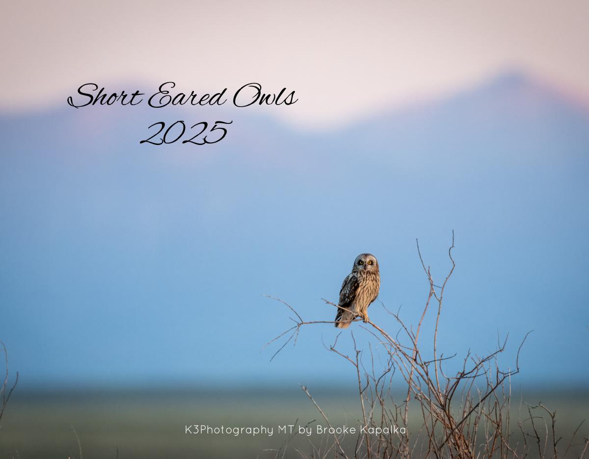 Short Eared Owls 2025