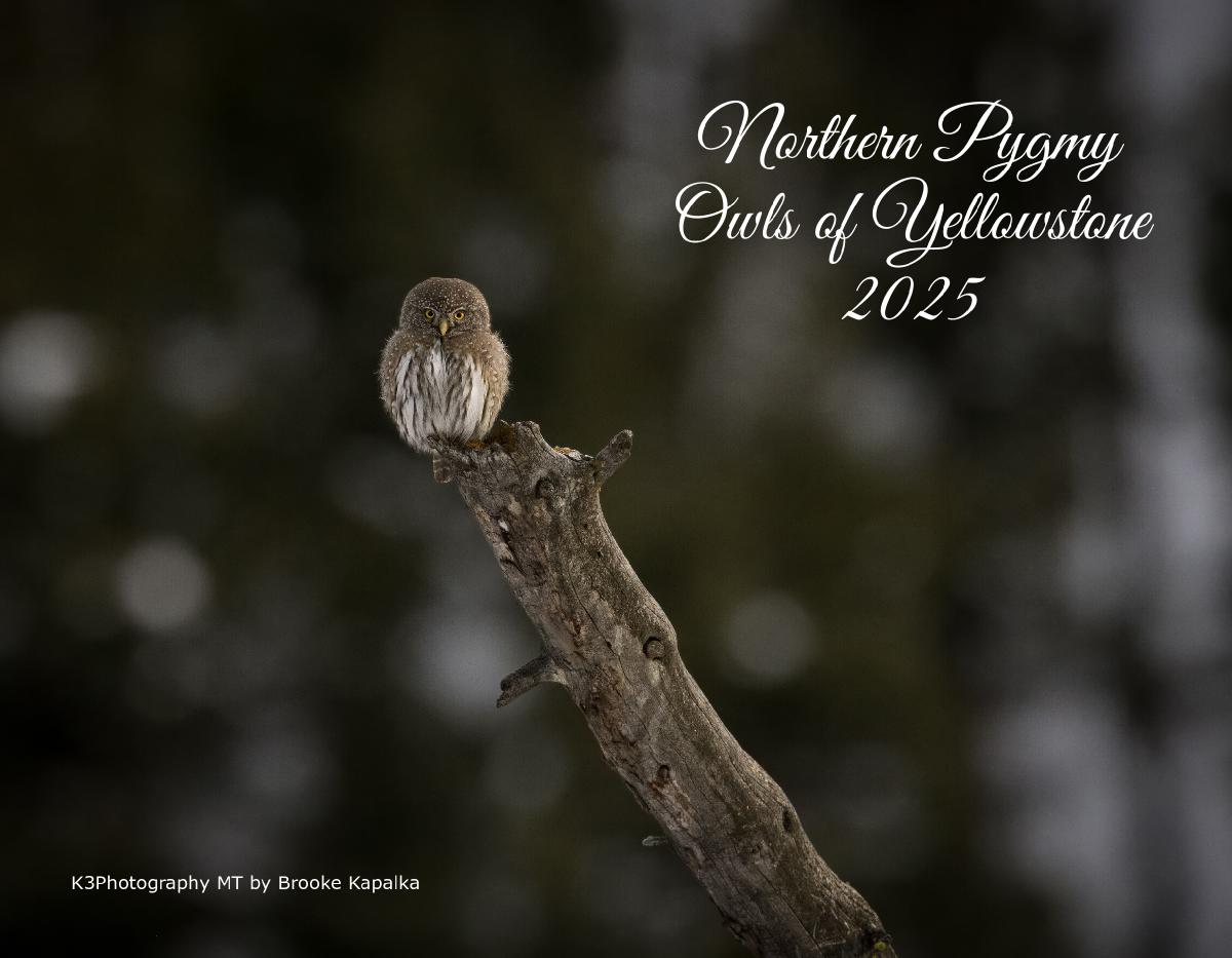 Northern Pygmy Owls of Yellowstone 2025