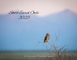 Short Eared Owls 2025