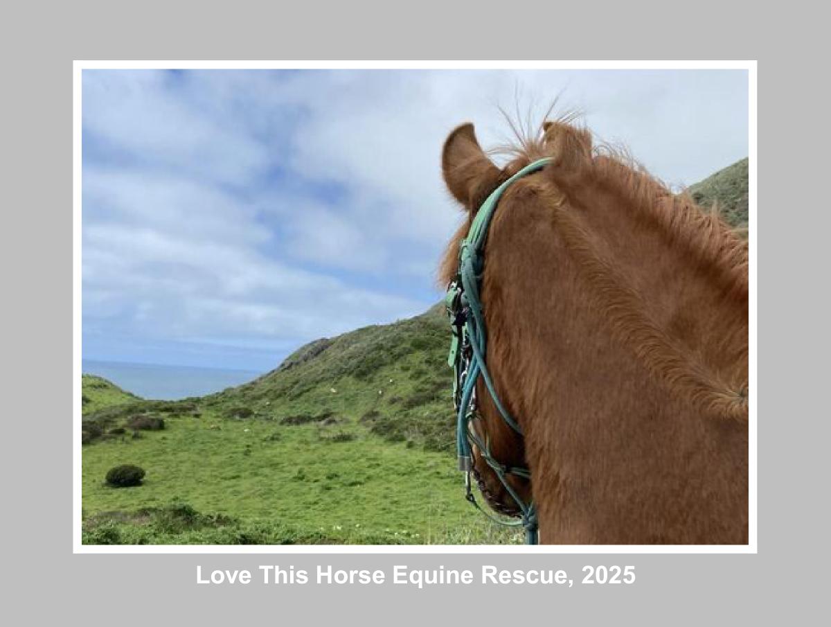 Love This Horse Equine Rescue 2025