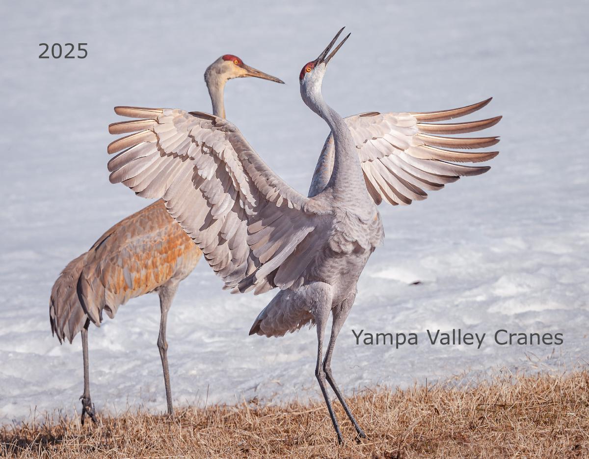 Yampa Valley Cranes of Northwest Colorado