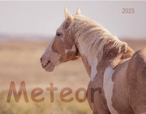 Meteor Wild Stallion of Sand Wash Basin