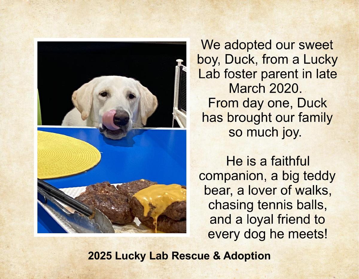 Lucky Lab Rescue and Adoption 2025 Calendar