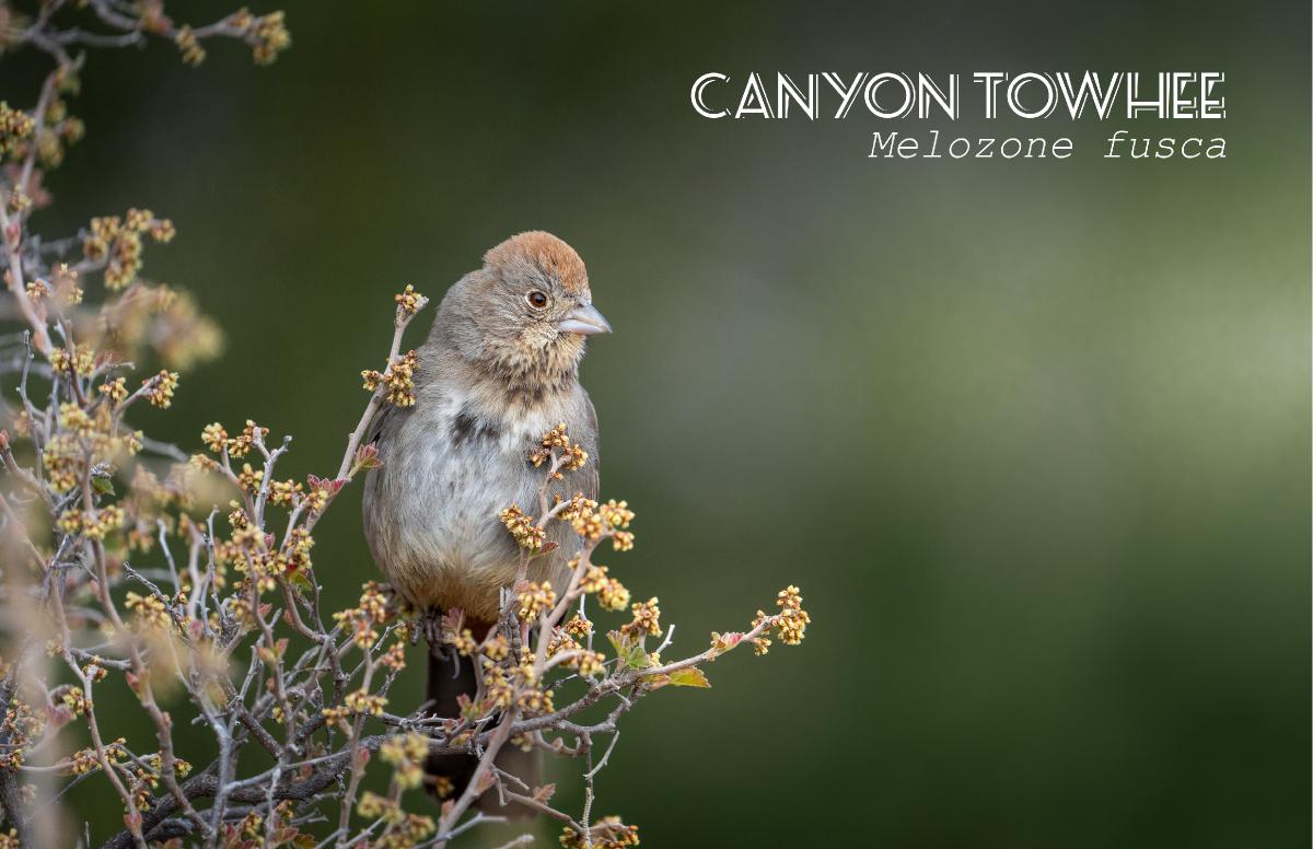 Canyon Towhee - Bird Poster