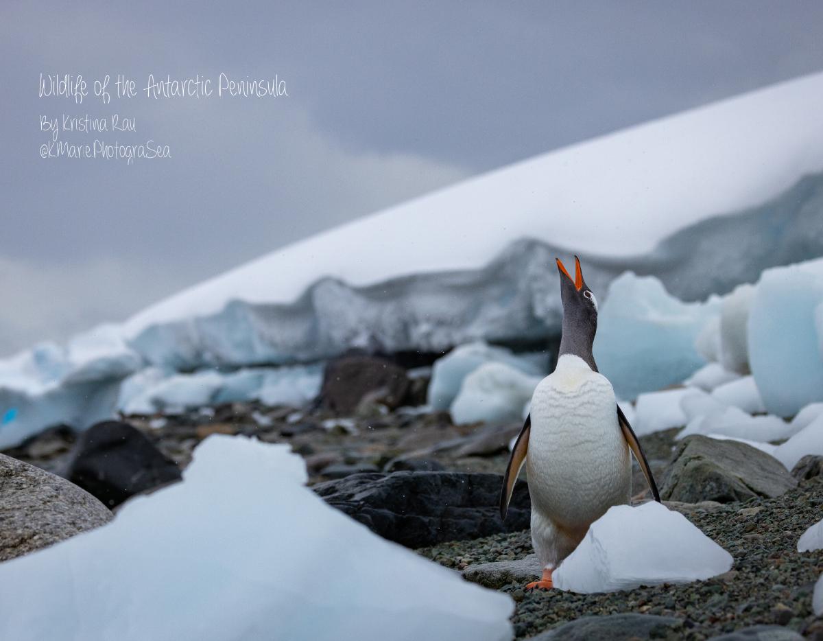 Wildlife of the Antarctic Peninsula