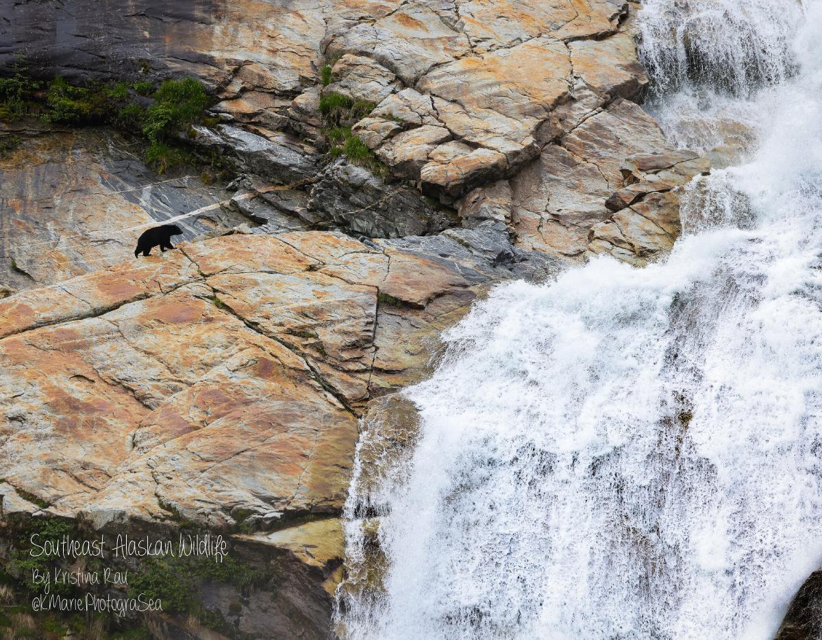 Southeast Alaskan Wildlife