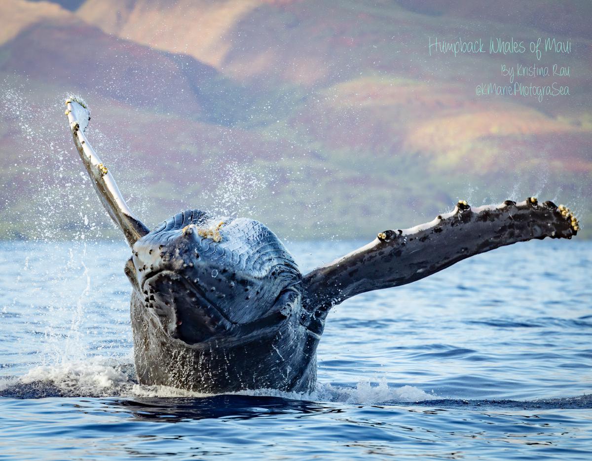 Maui's Humpback whales