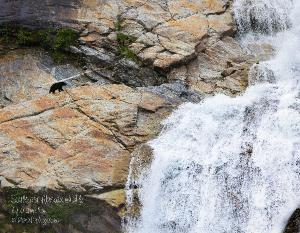 Southeast Alaskan Wildlife