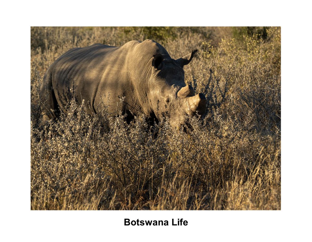 Botswana Wildlife