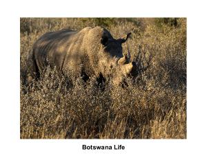 Botswana Wildlife