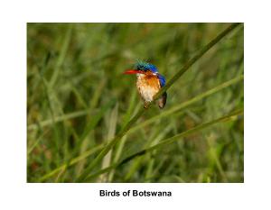 Birds in Botswana