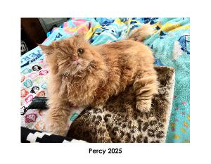 Percy 2025 Calendar