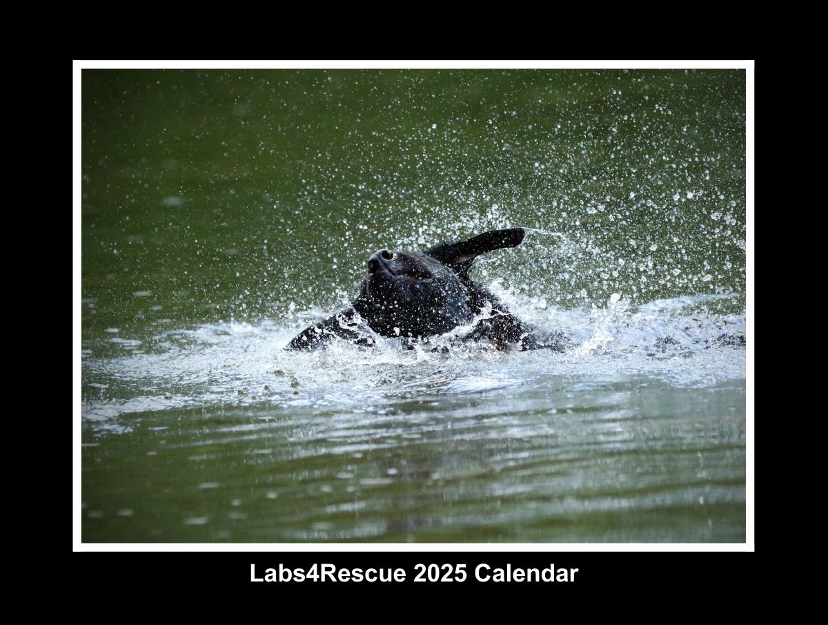 Labs4Rescue 2025 Calendar