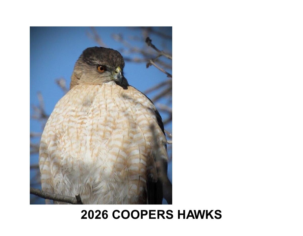 2023 COOPERS HAWK CALENDAR