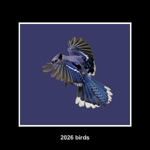 2026 MIDWESTERN BIRDS