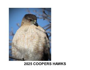 2023 COOPERS HAWK CALENDAR