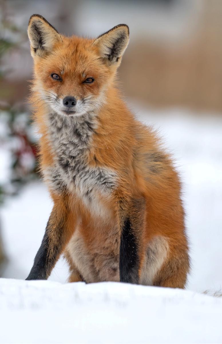 Snowy Fox