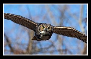 Great Horned Owl In Flight