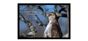 Feathered Friends 2025 Desk Calendar