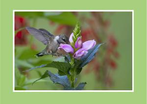 Delicate Hummingbird