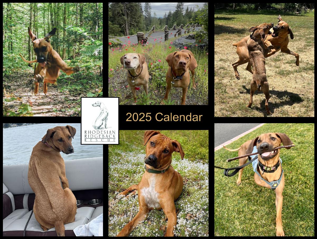 2025 Rhodesian Ridgeback Rescue Calendar