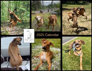 2025 Rhodesian Ridgeback Rescue Calendar