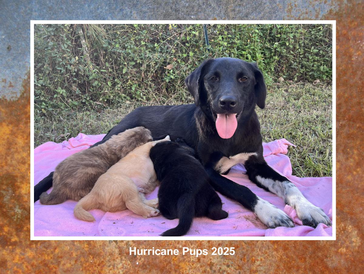 Hurricane Pups 2025