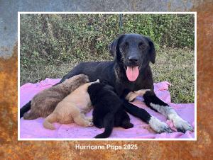 Hurricane Pups 2025