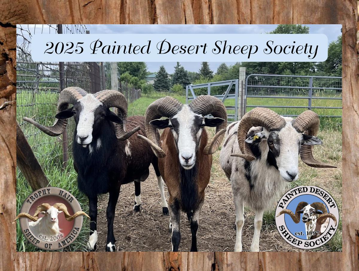 2025 Painted Desert Sheep Society