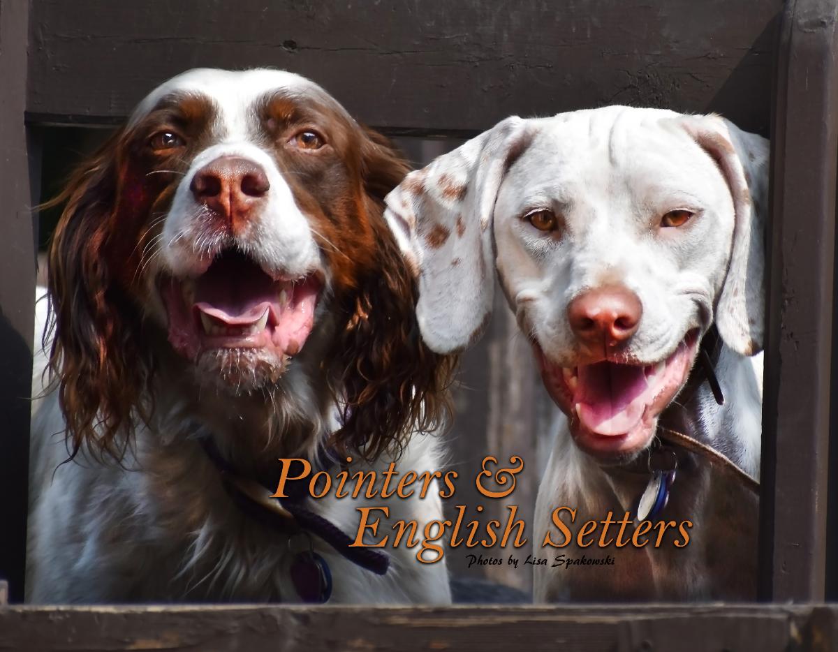 Pointers & English Setters