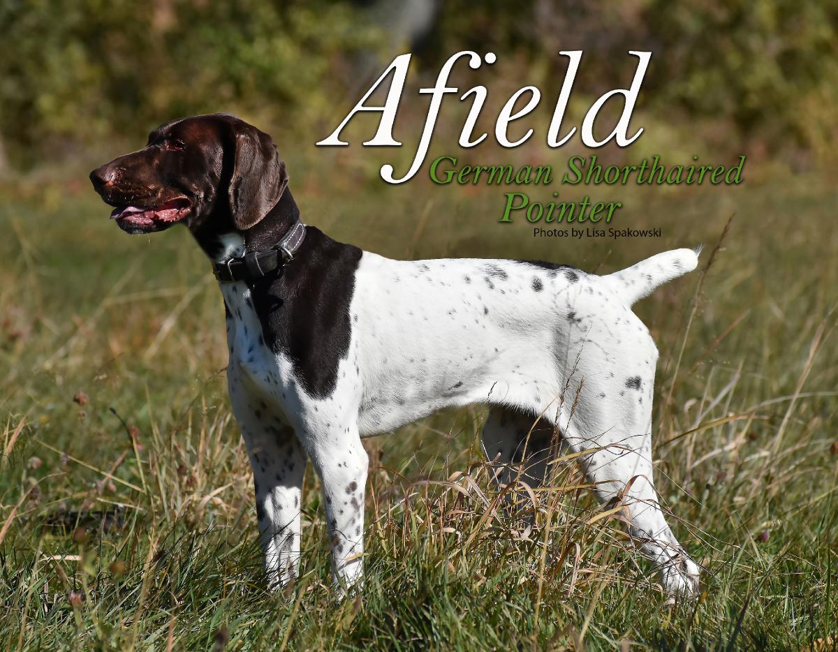 Afield GSP