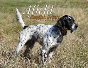 Afield English Setters 2