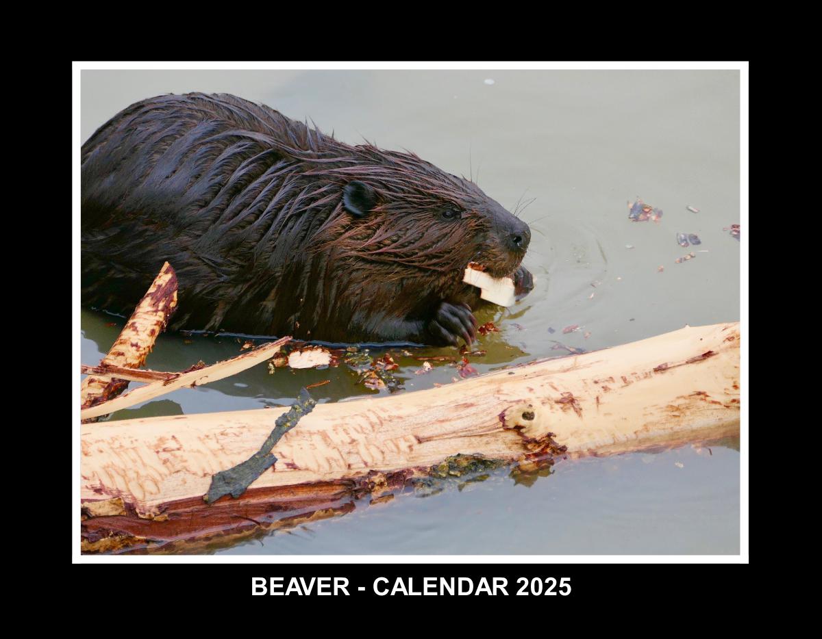 BEAVER - CALENDAR 2025