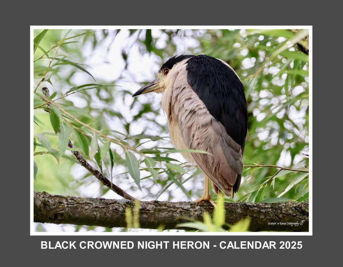 BLACK CROWNED NIGHT HERON CALENDAR 2025