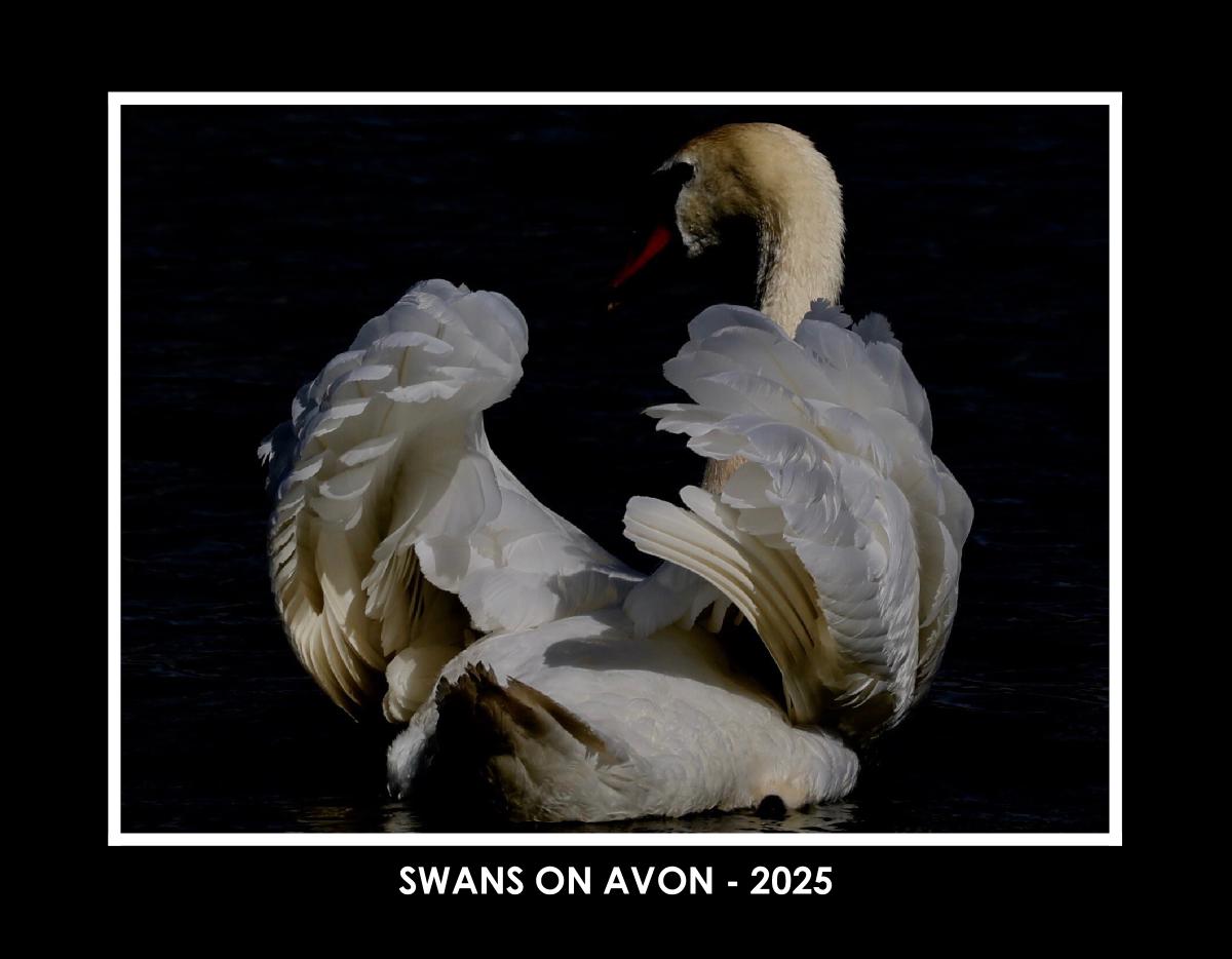 SWANS ON AVON - 2025