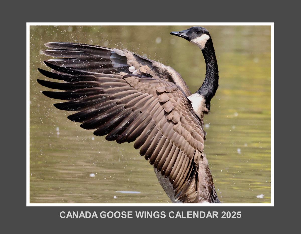 CANADA GOOSE ON AVON CALENDAR 2025