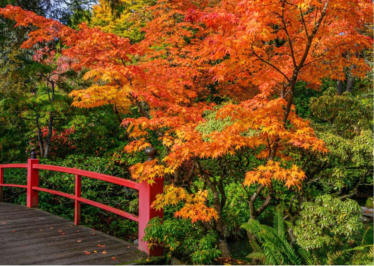 Autumn 5 Fall trees and bridge