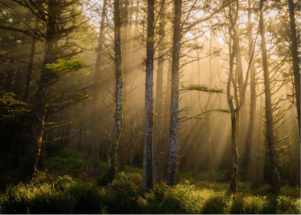 Light Through the Trees