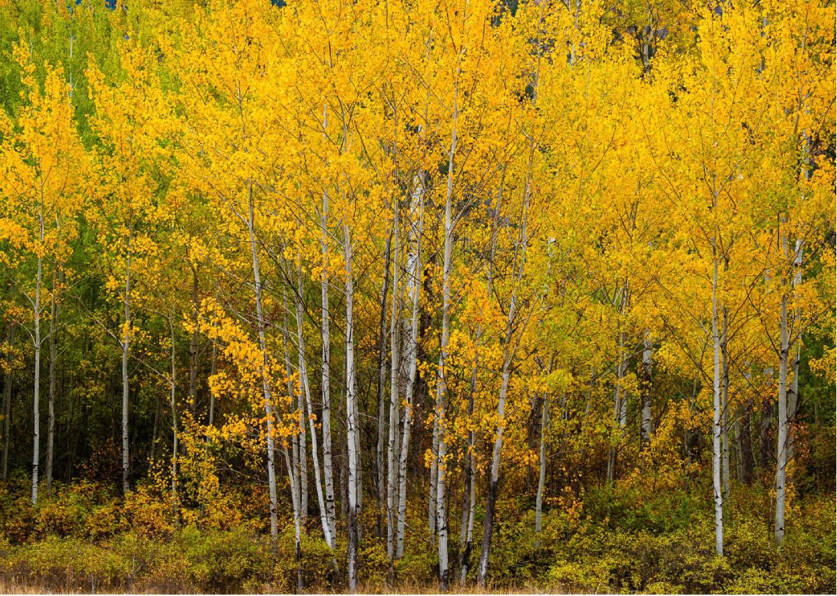 Autumn Trees