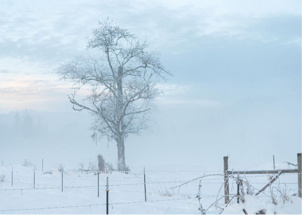 Winter 10 Lone Tree and Fence in Snow